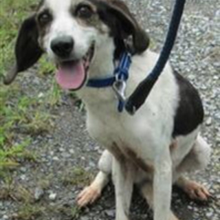 人なつこい！白黒茶mixの女の子