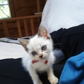 白く可愛い子猫里親さん決定しました