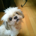 愛情を持って終生飼育していただける方