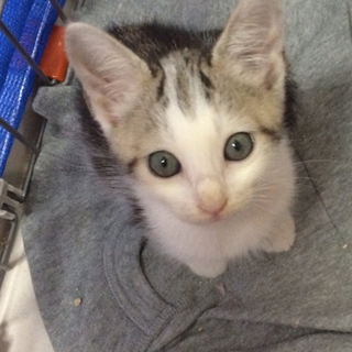 食いしん坊の子猫♂１ヶ月半