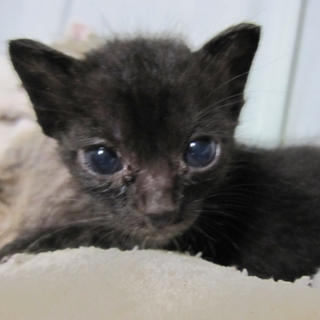 お目目くりくりの黒猫ぼくくん　離乳中