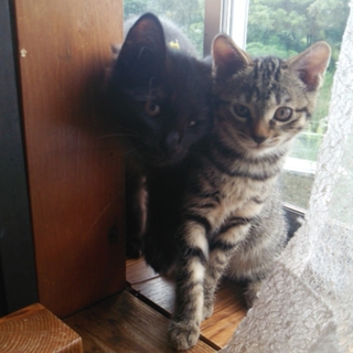 シマシマの子猫の里親さん募集です。