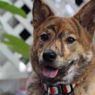 犬メス 生後７ヶ月の可愛いパピーのごまちゃん☆ 