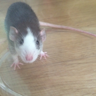 ラット♂生後2ヶ月