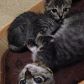 キジトラ 兄弟