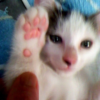 2匹の子猫の里親募集