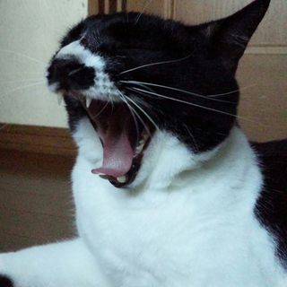 ジャイアン猫のアレックス