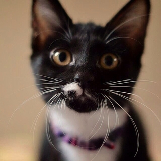 手ぶくろ靴下タキシード猫