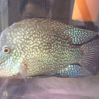 たくさんのお問い合わせ有難うございました。