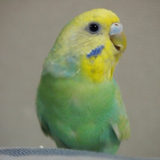 大至急！！！セキセイインコ 5歳 里親募集！
