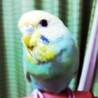 大至急！！！セキセイインコ 5歳 里親募集！ サムネイル2