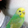 大至急！！！セキセイインコ 5歳 里親募集！ サムネイル3