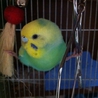 大至急！！！セキセイインコ 5歳 里親募集！ サムネイル4