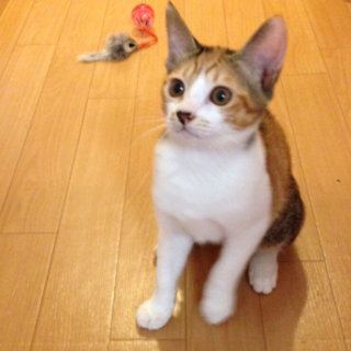 懐こい可愛い三毛姉妹