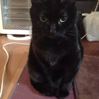 黒猫メス推定年齢12歳くらい