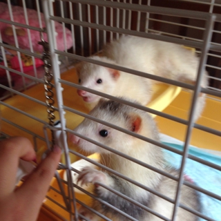 フェレット♂♀ 里親募集