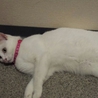 可愛いメス猫ちゃんの里親募集中 サムネイル3