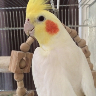 オカメインコ　