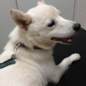 大人しい白犬です。（超おっとり系）