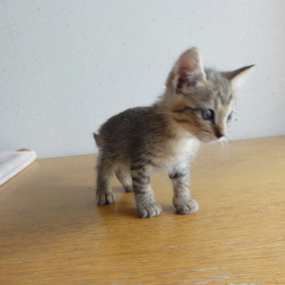 小っちゃい可愛い元気な仔猫