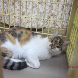 人なつこい猫です。里親になってください