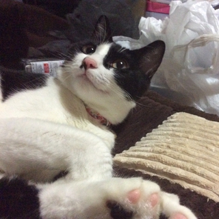 みいちゃんです。