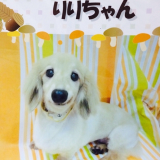 至急里親様探しています