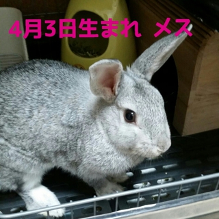 ミニウサギとホーランドロップmixです