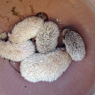 ハリネズミ里親募集。4つ子です