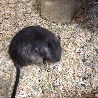 ブルーデグーマウス