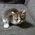 生後1ヵ月くらいの子猫ちゃんもらって下さい。