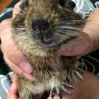 5匹のデグーちゃんの里親様募集 富山