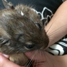 5匹のデグーちゃんの里親様募集 富山 サムネイル4