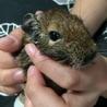 5匹のデグーちゃんの里親様募集 富山 サムネイル2