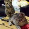 里親募集 サムネイル4