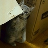 里親募集 サムネイル6