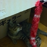里親募集 サムネイル7