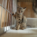 尻尾が矢印？みたいな猫