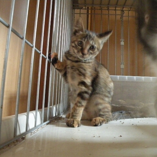 尻尾が矢印？みたいな猫