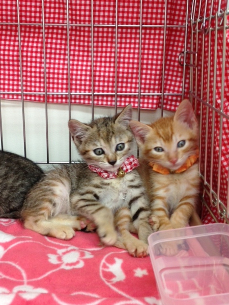可愛いキョンちゃん 東京都 猫の里親募集 ペットのおうち 月間利用者150万人