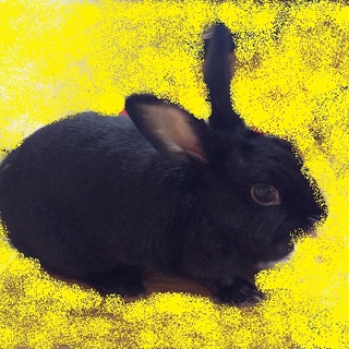 黒ウサギの里親募集中♪
