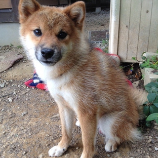 小ちゃい！純血山梨マメ柴犬オス1歳！
