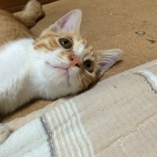 お利口な茶白「にゃぐ」くんのおうちさがしてます。
