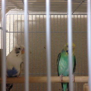 セキセイインコ 2羽