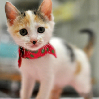 キュートな三毛猫★たらこちゃん