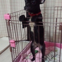 元・迷い犬のフレブルとボストンのmix？