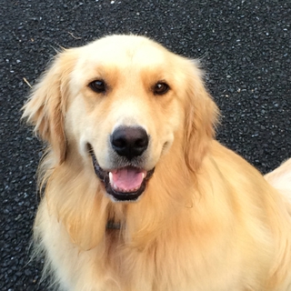 人も犬も大好き　優しいゴールデン♂2歳