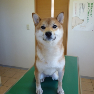 事故で保護された子の里親募集中です！