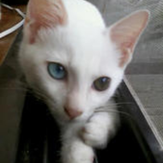子猫の里親になって下さい！！