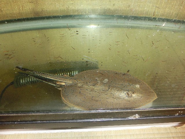 淡水エイ レティキュラータス 鳥取県 熱帯魚 観賞魚の里親募集 ペットのおうち 月間利用者150万人